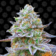 Gorilla Zkittlez - BARNEY'S FARM | TanieSianie.pl