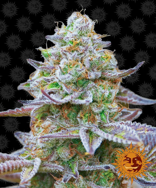 Gorilla Zkittlez - BARNEY'S FARM | TanieSianie.pl
