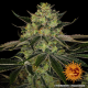 Gorilla Zkittlez - BARNEY'S FARM | TanieSianie.pl