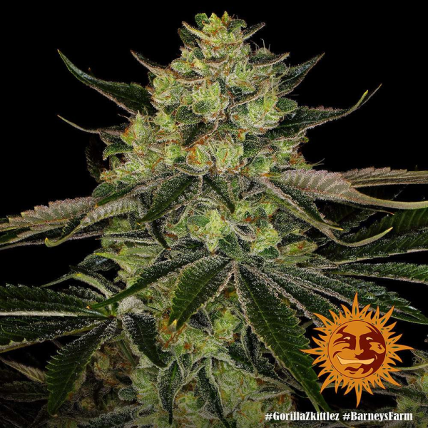 Gorilla Zkittlez - BARNEY'S FARM | TanieSianie.pl
