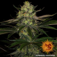 Gorilla Zkittlez - BARNEY'S FARM | TanieSianie.pl