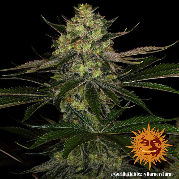 Gorilla Zkittlez - BARNEY'S FARM | TanieSianie.pl