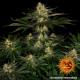 Gorilla Zkittlez - BARNEY'S FARM | TanieSianie.pl