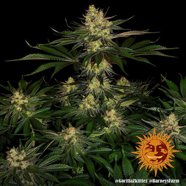 Gorilla Zkittlez - BARNEY'S FARM | TanieSianie.pl