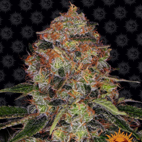 Shiskaberry - BARNEY'S FARM | TanieSianie.pl