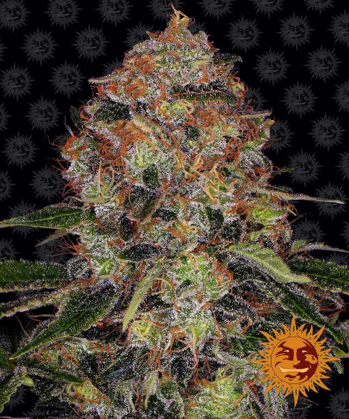 Shiskaberry - BARNEY'S FARM | TanieSianie.pl