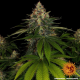 Shiskaberry - BARNEY'S FARM | TanieSianie.pl