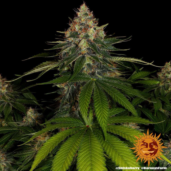 Shiskaberry - BARNEY'S FARM | TanieSianie.pl