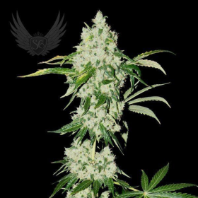 Orginal Jack Auto - SENSI GENETICS | TanieSianie.pl
