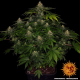 Shiskaberry - BARNEY'S FARM | TanieSianie.pl