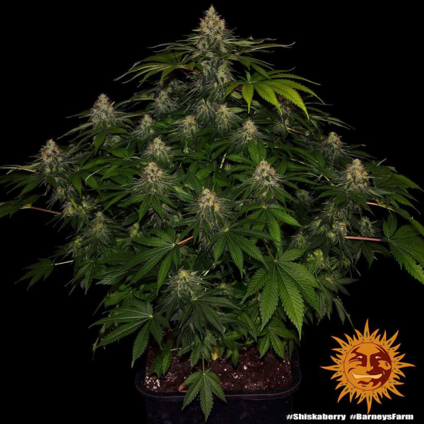 Shiskaberry - BARNEY'S FARM | TanieSianie.pl