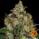 Shiskaberry - BARNEY'S FARM | TanieSianie.pl