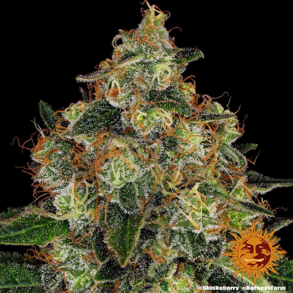 Shiskaberry - BARNEY'S FARM | TanieSianie.pl