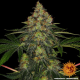 Shiskaberry - BARNEY'S FARM | TanieSianie.pl