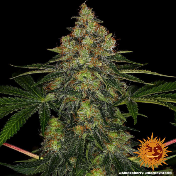 Shiskaberry - BARNEY'S FARM | TanieSianie.pl