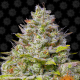 Blue Gelato 41 - BARNEY'S FARM | TanieSianie.pl
