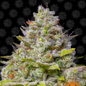 Blue Gelato 41 - BARNEY'S FARM | TanieSianie.pl