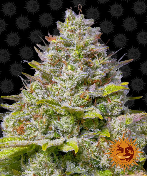 Blue Gelato 41 - BARNEY'S FARM | TanieSianie.pl