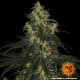Blue Gelato 41 - BARNEY'S FARM | TanieSianie.pl