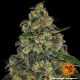 Blue Gelato 41 - BARNEY'S FARM | TanieSianie.pl