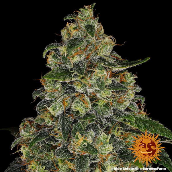 Blue Gelato 41 - BARNEY'S FARM | TanieSianie.pl