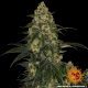 Blue Gelato 41 - BARNEY'S FARM | TanieSianie.pl