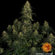 Blue Gelato 41 - BARNEY'S FARM | TanieSianie.pl
