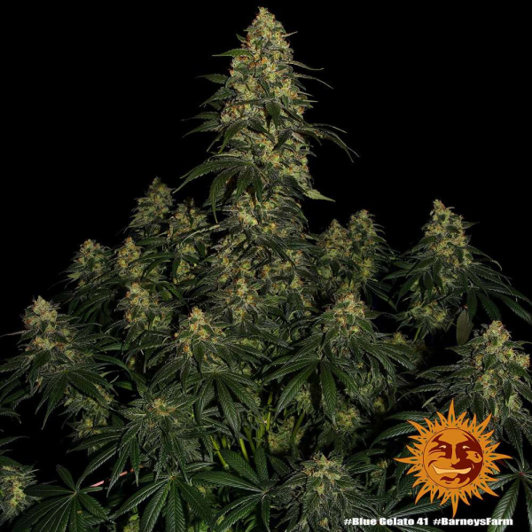 Blue Gelato 41 - BARNEY'S FARM | TanieSianie.pl