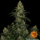 Blue Gelato 41 - BARNEY'S FARM | TanieSianie.pl