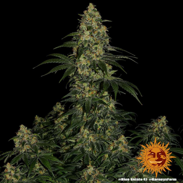 Blue Gelato 41 - BARNEY'S FARM | TanieSianie.pl
