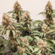 Masterkush - DUTCH PASSION | TanieSianie.pl