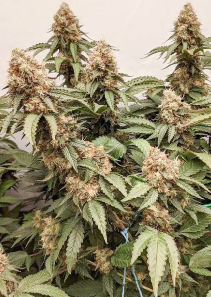 Masterkush - DUTCH PASSION | TanieSianie.pl