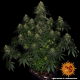 Blue Gelato 41 - BARNEY'S FARM | TanieSianie.pl