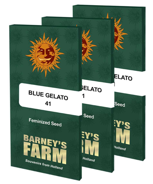 Blue Gelato 41 - BARNEY'S FARM | TanieSianie.pl