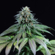 Purple Moby Dick - DINAFEM | TanieSianie.pl