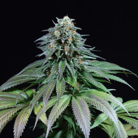 Purple Moby Dick - DINAFEM | TanieSianie.pl