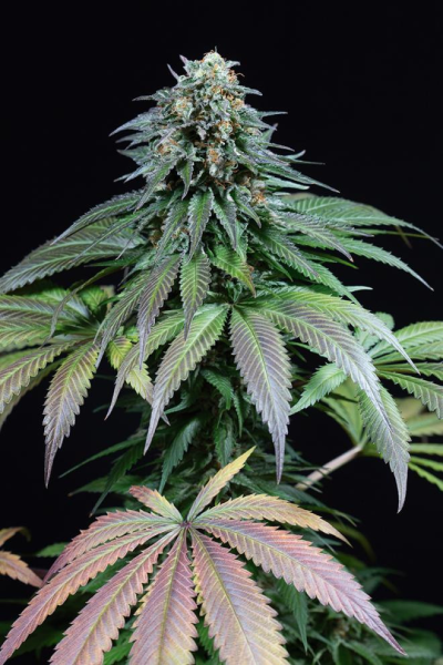 Purple Moby Dick - DINAFEM | TanieSianie.pl