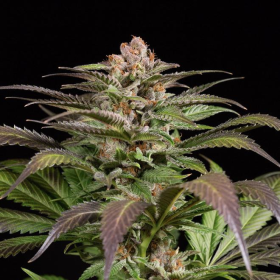 Purps #1 - DINAFEM | TanieSianie.pl