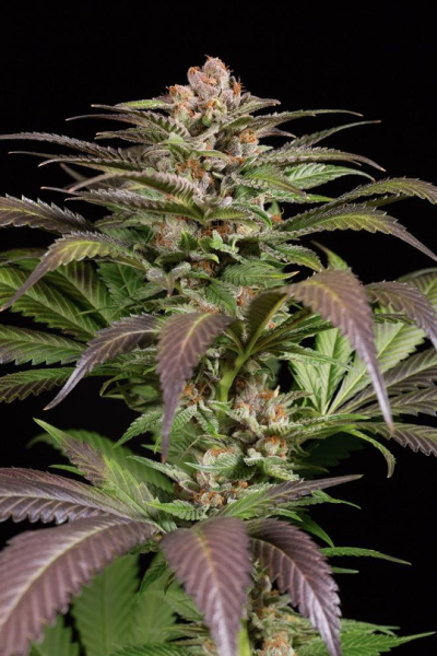 Purps #1 - DINAFEM | TanieSianie.pl
