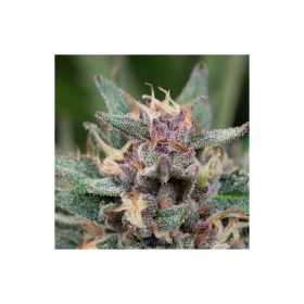 Blue Hell Auto - MEDICAL SEEDS | TanieSianie.pl