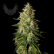 Skunk B52 Auto - SENSI GENETICS | TanieSianie.pl