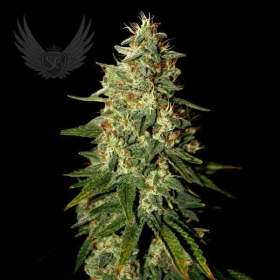 Skunk B52 Auto - SENSI GENETICS | TanieSianie.pl