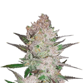 Cream Cookies Auto - FASTBUDS | TanieSianie.pl