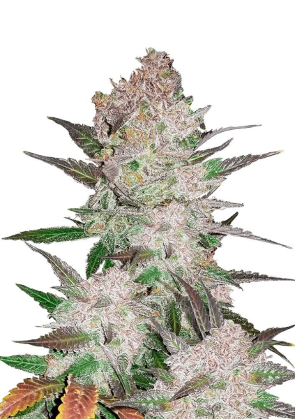 Cream Cookies Auto - FASTBUDS | TanieSianie.pl