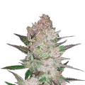 Cream Cookies Auto - FASTBUDS
