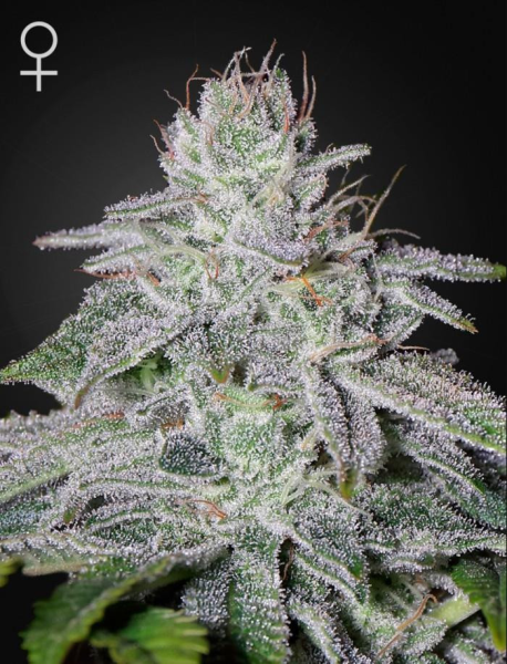 Franco's Lemon Cheese - GREEN HOUSE SEEDS | TanieSianie.pl