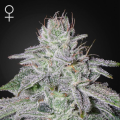 Franco's Lemon Cheese - GREEN HOUSE SEEDS