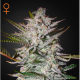 Holy Punch - GREEN HOUSE SEEDS | TanieSianie.pl