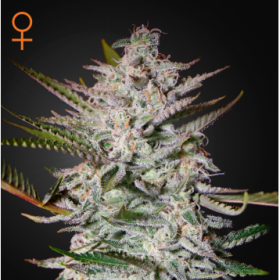 Holy Punch - GREEN HOUSE SEEDS | TanieSianie.pl