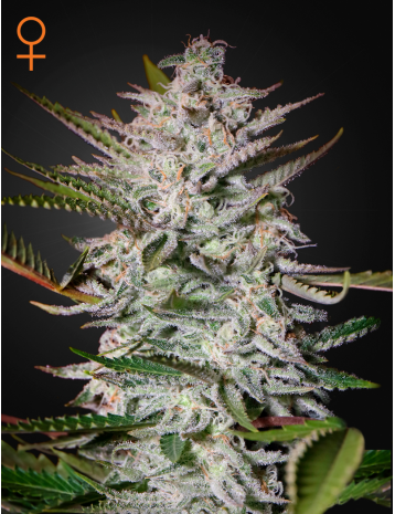 Holy Punch - GREEN HOUSE SEEDS | TanieSianie.pl